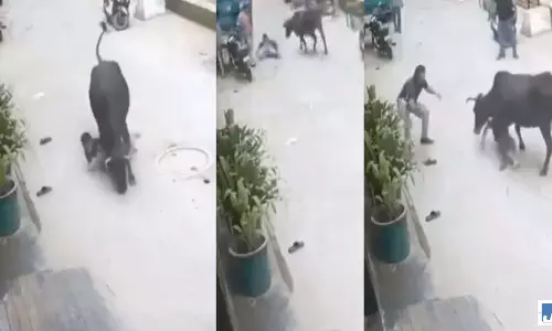 VIDEO: आवारा गाय का मासूम बच्चे पर हमला, स्थानीय लोगों ने बचाई जान VIDEO: आवारा गाय का मासूम बच्चे पर हमला, स्थानीय लोगों ने बचाई जान
