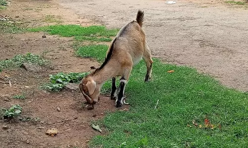 खेत में घुसी बकरी तो पड़ोसी ने घर में घुसकर रेता गला खेत में घुसी बकरी तो पड़ोसी ने घर में घुसकर रेता गला