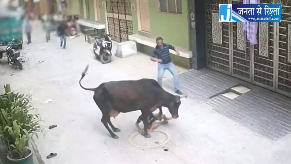 गाय ने मासूम पर किया हमला, गली नंबर 10 में मची चीख-पुकार गाय ने मासूम पर किया हमला, गली नंबर 10 में मची चीख-पुकार