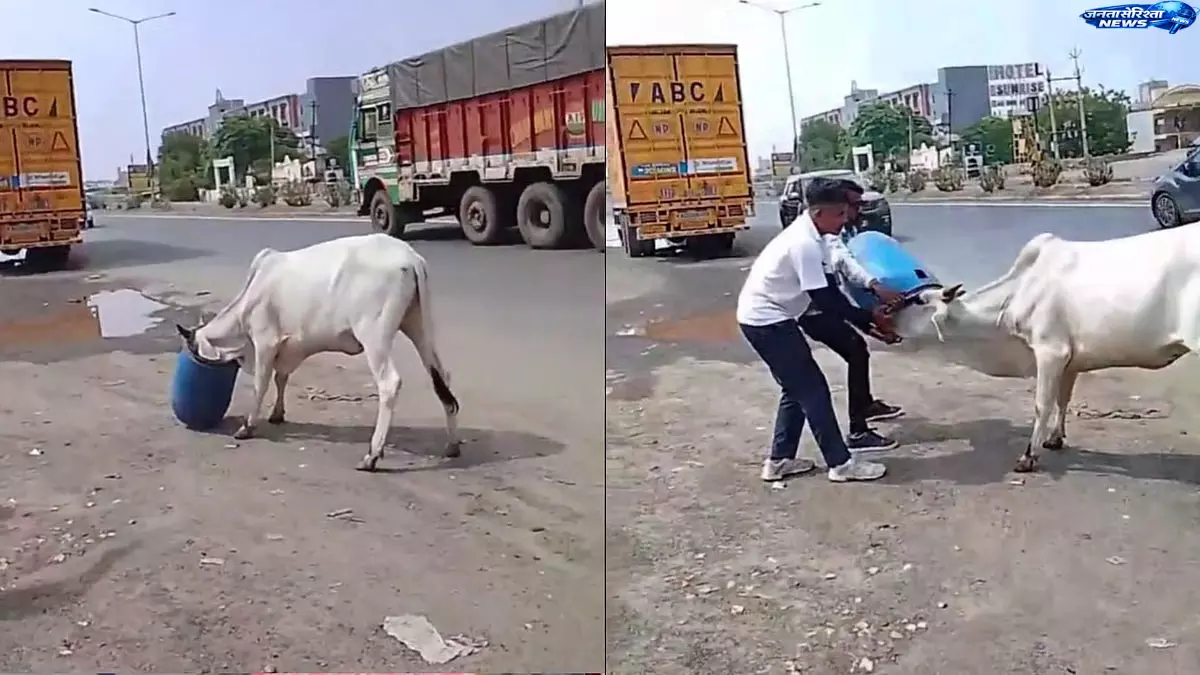उत्तरी गुजरात में आवारा गाय के सिर में फंसा प्लास्टिक ड्रम, वीडियो वायरल उत्तरी गुजरात में आवारा गाय के सिर में फंसा प्लास्टिक ड्रम, वीडियो वायरल
