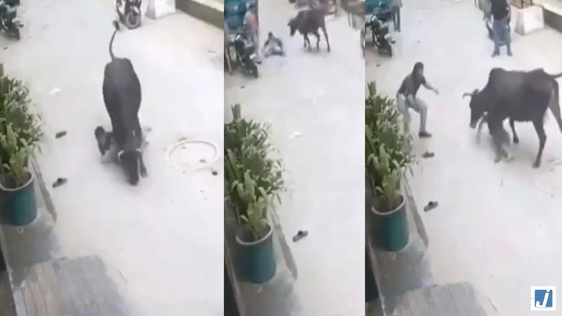 VIDEO: आवारा गाय का मासूम बच्चे पर हमला, स्थानीय लोगों ने बचाई जान VIDEO: आवारा गाय का मासूम बच्चे पर हमला, स्थानीय लोगों ने बचाई जान