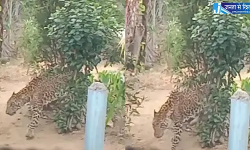 घर की बाड़ी में आया तेंदुआ, दहशत में पूरा गांव घर की बाड़ी में आया तेंदुआ, दहशत में पूरा गांव