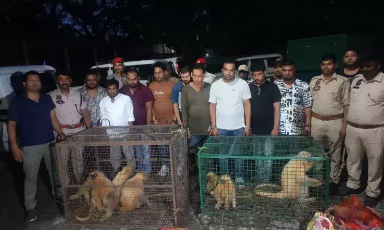 Chirang में लुप्तप्राय प्रजाति के आठ गोल्डन लंगूरों को बचाया गया, नौ लोग गिरफ्तार Chirang में लुप्तप्राय प्रजाति के आठ गोल्डन लंगूरों को बचाया गया, नौ लोग गिरफ्तार