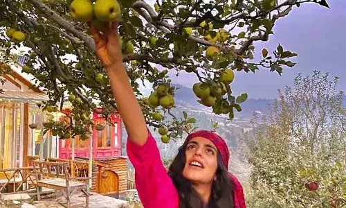 Shimla ऑर्चर्ड टूरिज़्म से बढ़ रही ग्रामीण पर्यटन की रौनक