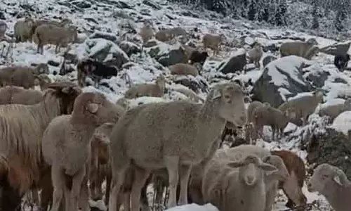 Srinagar गांदरबल जंगल से चरवाहे का रेस्क्यू Srinagar गांदरबल जंगल से चरवाहे का रेस्क्यू