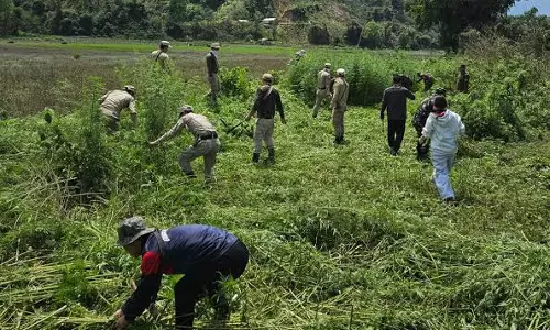 Jammu: नशे के खिलाफ अभियान के तहत भांग की खेती पर कार्रवाई Jammu: नशे के खिलाफ अभियान के तहत भांग की खेती पर कार्रवाई
