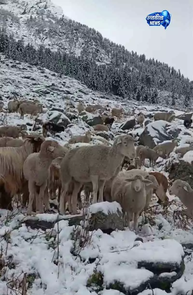 Srinagar गांदरबल जंगल से चरवाहे का रेस्क्यू Srinagar गांदरबल जंगल से चरवाहे का रेस्क्यू