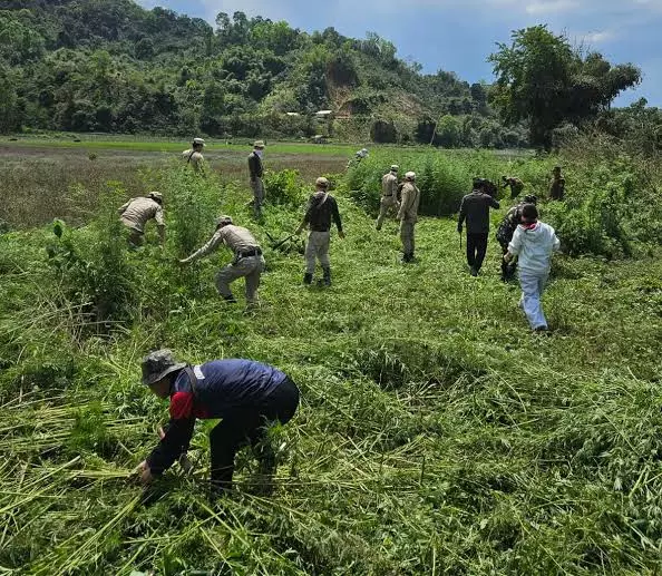 Jammu: नशे के खिलाफ अभियान के तहत भांग की खेती पर कार्रवाई Jammu: नशे के खिलाफ अभियान के तहत भांग की खेती पर कार्रवाई