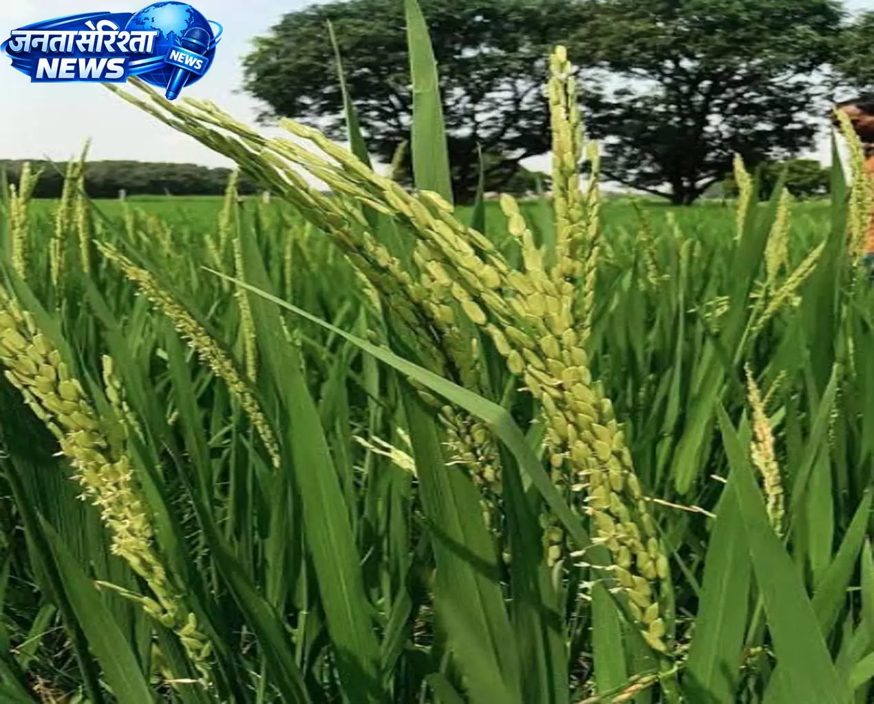 जिले में खरीफ हेतु बीज भंडारण व वितरण की तैयारियां जिले में खरीफ हेतु बीज भंडारण व वितरण की तैयारियां