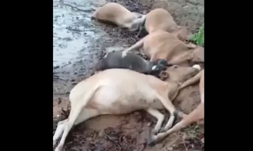 खेत में 10 गायों की मौत, आकाशीय बिजली गिरी
