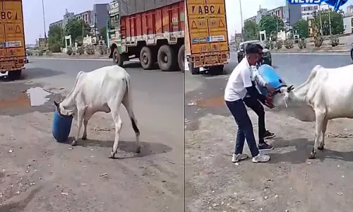 Gujarat में दर्दनाक दृश्य: सड़क पर गाय का सिर प्लास्टिक ड्रम में फंसा, बचाव का वीडियो वायरल