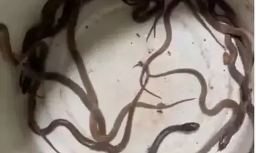 Odisha : चंदुकुडा गांव में घर के बेडरूम से कोबरा के 23 बच्चों का रेस्क्यू, फैली दहशत Odisha : चंदुकुडा गांव में घर के बेडरूम से कोबरा के 23 बच्चों का रेस्क्यू, फैली दहशत