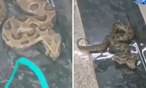 Mumbai मेट्रो स्टेशन के बेसमेंट में मिला जहरीला रसेल्स वाइपर, सुरक्षित पकड़ा गया