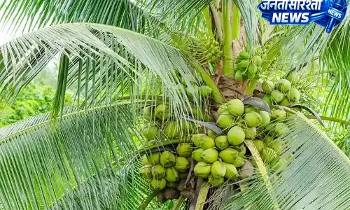 मजदूरों की कमी से नारियल की खेती की लागत बढ़ी