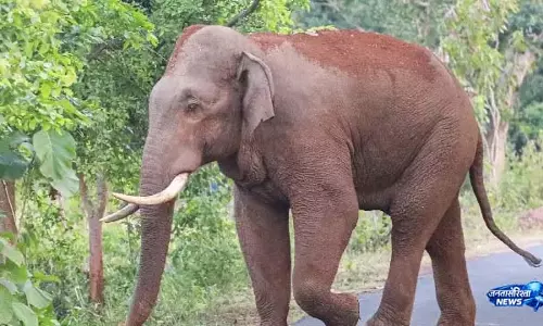 Angul में जंगली हाथी के हमले में महिला की मौत Angul में जंगली हाथी के हमले में महिला की मौत