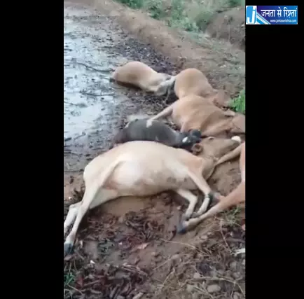 खेत में 10 गायों की मौत, आकाशीय बिजली गिरी खेत में 10 गायों की मौत, आकाशीय बिजली गिरी