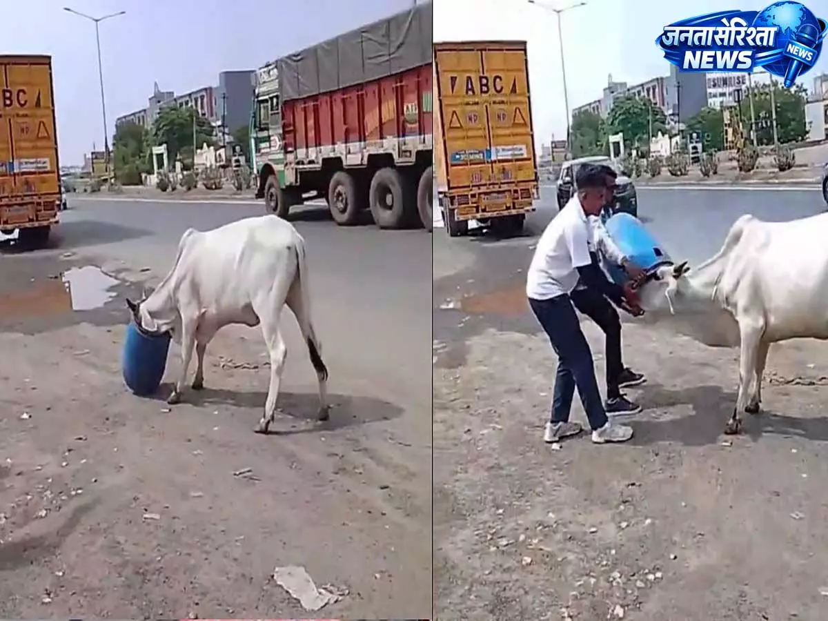 Gujarat में दर्दनाक दृश्य: सड़क पर गाय का सिर प्लास्टिक ड्रम में फंसा, बचाव का वीडियो वायरल Gujarat में दर्दनाक दृश्य: सड़क पर गाय का सिर प्लास्टिक ड्रम में फंसा, बचाव का वीडियो वायरल