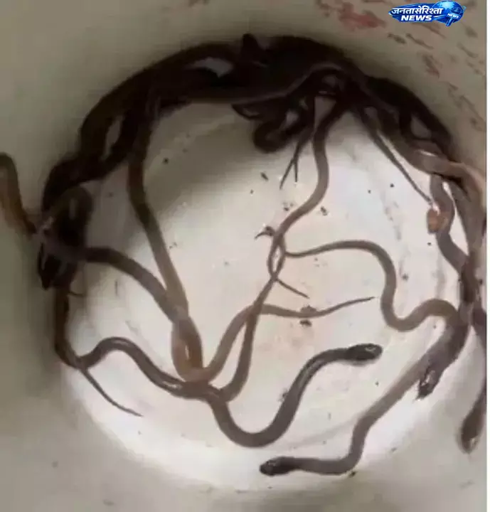Odisha : चंदुकुडा गांव में घर के बेडरूम से कोबरा के 23 बच्चों का रेस्क्यू, फैली दहशत Odisha : चंदुकुडा गांव में घर के बेडरूम से कोबरा के 23 बच्चों का रेस्क्यू, फैली दहशत