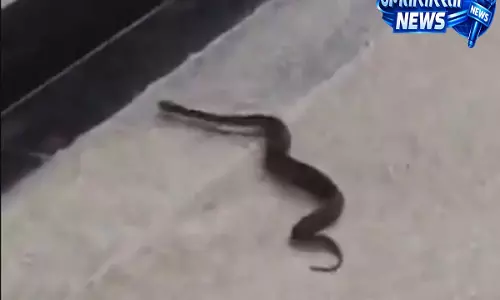 मुंबई मेट्रो स्टेशन पर सांप मिलने से मचा हड़कंप, वन विभाग की टीम ने किया सुरक्षित रेस्क्यू मुंबई मेट्रो स्टेशन पर सांप मिलने से मचा हड़कंप, वन विभाग की टीम ने किया सुरक्षित रेस्क्यू