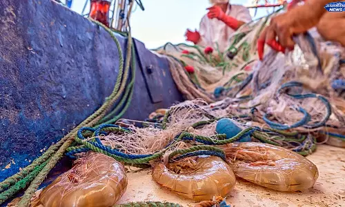 Andhra : झींगा किसानों पर संकट