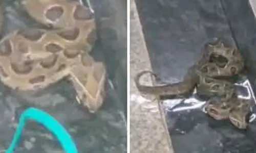 Mumbai: बीकेसी मेट्रो स्टेशन में जहरीले सांप की मौजूदगी से सुरक्षा एजेंसियां अलर्ट Mumbai: बीकेसी मेट्रो स्टेशन में जहरीले सांप की मौजूदगी से सुरक्षा एजेंसियां अलर्ट