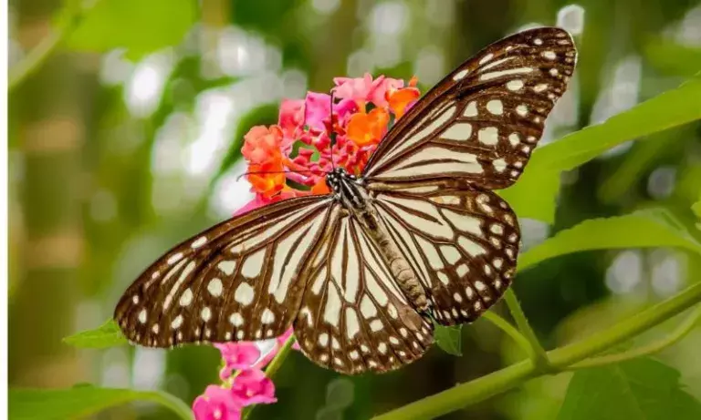 Assam: गरभंगा रिजर्व फ़ॉरेस्ट के पास बटरफ़्लाई वॉक में तितलियों की 31 प्रजातियाँ देखी गई