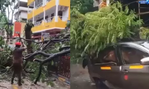 Mumbai में बारिश का कहर, दादर में पेड़ गिरने से कार क्षतिग्रस्त; बड़ा हादसा टला