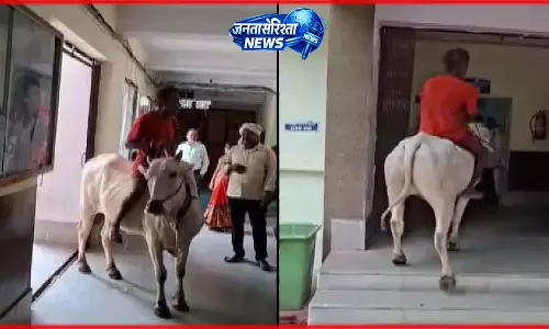 बैल पर सवार होकर तहसील पहुंचा किसान, कर्जमाफी की मांग को लेकर अनोखा प्रदर्शन बैल पर सवार होकर तहसील पहुंचा किसान, कर्जमाफी की मांग को लेकर अनोखा प्रदर्शन