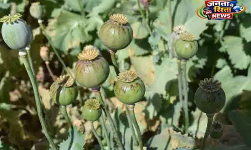 कनाडा बॉर्डर एजेंसी का ड्रग तस्करी का बड़ा खुलासा कनाडा बॉर्डर एजेंसी का ड्रग तस्करी का बड़ा खुलासा