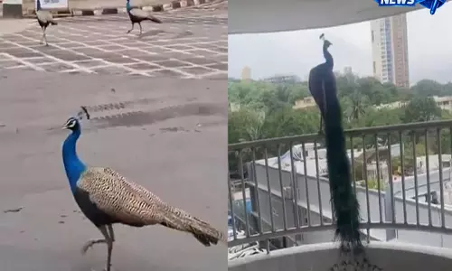 मुंबई में मॉनसून का खूबसूरत नजारा, सड़क पर दिखे मोर और मोरनी का वीडियो वायरल मुंबई में मॉनसून का खूबसूरत नजारा, सड़क पर दिखे मोर और मोरनी का वीडियो वायरल
