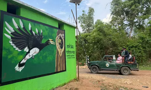 हॉर्नबिल सफारी शुरू, स्थानीय युवाओं को मिलेगा रोजगार का नया अवसर हॉर्नबिल सफारी शुरू, स्थानीय युवाओं को मिलेगा रोजगार का नया अवसर