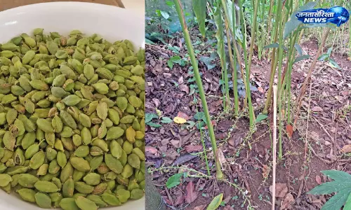 Kerala : जलवायु परिवर्तन से इलायची उत्पादन प्रभावित, कीमतों में तेज़ उछाल