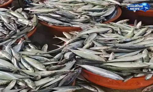 Kerala : तटीय इलाकों में सार्डिन मछलियों की भरमार से मछुआरों को राहत