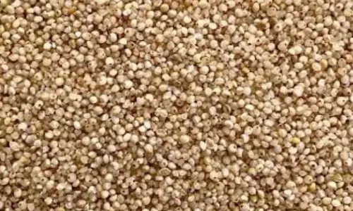 कोदो-कुटकी की खेती अपनाएं, पोषण और समृद्धि दोनों पाएं कोदो-कुटकी की खेती अपनाएं, पोषण और समृद्धि दोनों पाएं