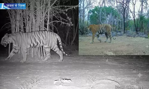 उदंती-सीतानदी में बाघिन की दस्तक, टाइगर रिजर्व के सुनहरे भविष्य की जगी उम्मीद उदंती-सीतानदी में बाघिन की दस्तक, टाइगर रिजर्व के सुनहरे भविष्य की जगी उम्मीद