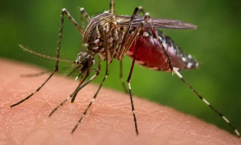 Assam में जापानी इंसेफेलाइटिस से 10 मौतें, 42 मामले सामने आए Assam में जापानी इंसेफेलाइटिस से 10 मौतें, 42 मामले सामने आए