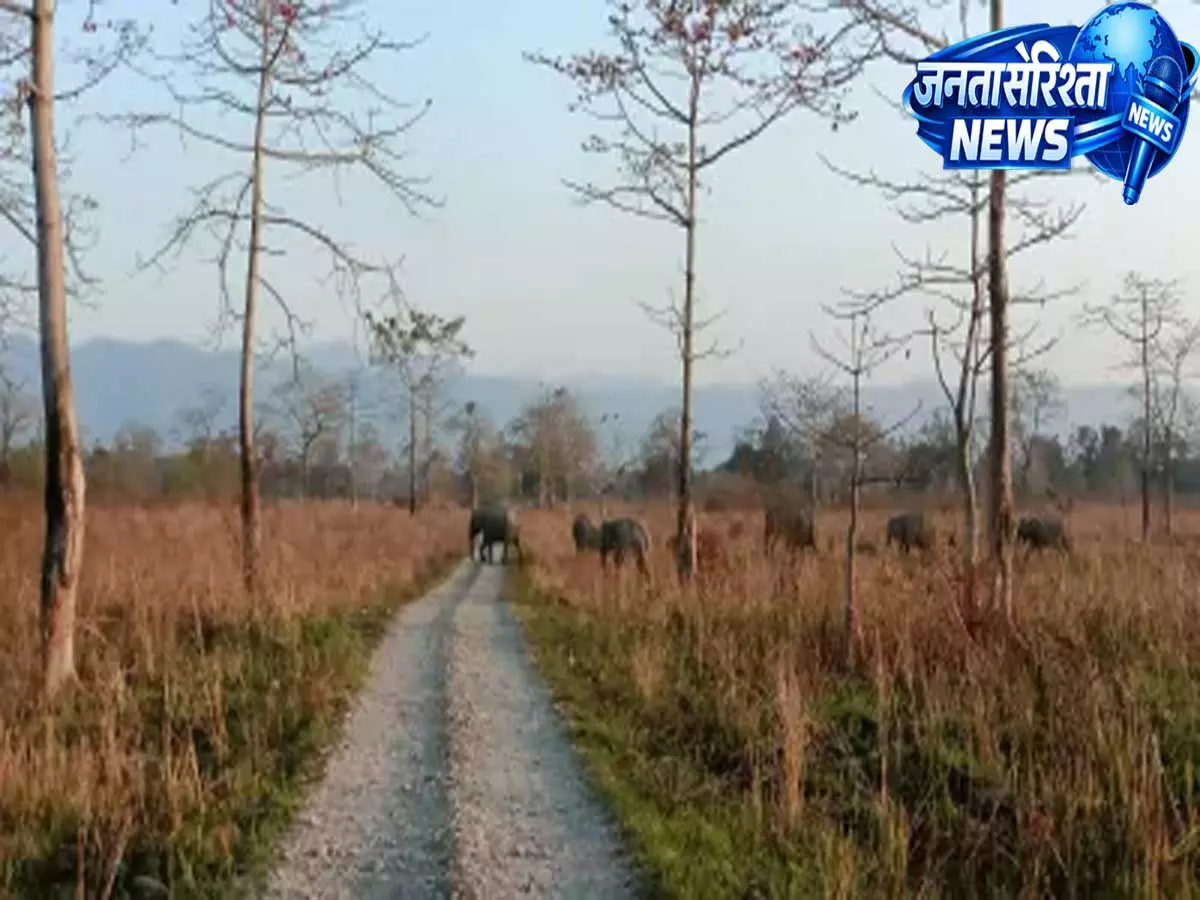 मानस में लौटे वन्यजीव, लेकिन घटते घास के मैदानों ने बढ़ाई UNESCO की चिंता मानस में लौटे वन्यजीव, लेकिन घटते घास के मैदानों ने बढ़ाई UNESCO की चिंता
