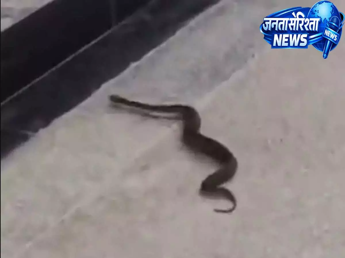 मुंबई मेट्रो स्टेशन पर सांप मिलने से मचा हड़कंप, वन विभाग की टीम ने किया सुरक्षित रेस्क्यू