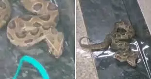 Mumbai: बीकेसी मेट्रो स्टेशन में जहरीले सांप की मौजूदगी से सुरक्षा एजेंसियां अलर्ट Mumbai: बीकेसी मेट्रो स्टेशन में जहरीले सांप की मौजूदगी से सुरक्षा एजेंसियां अलर्ट