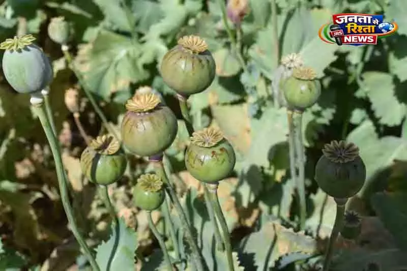 कनाडा बॉर्डर एजेंसी का ड्रग तस्करी का बड़ा खुलासा कनाडा बॉर्डर एजेंसी का ड्रग तस्करी का बड़ा खुलासा