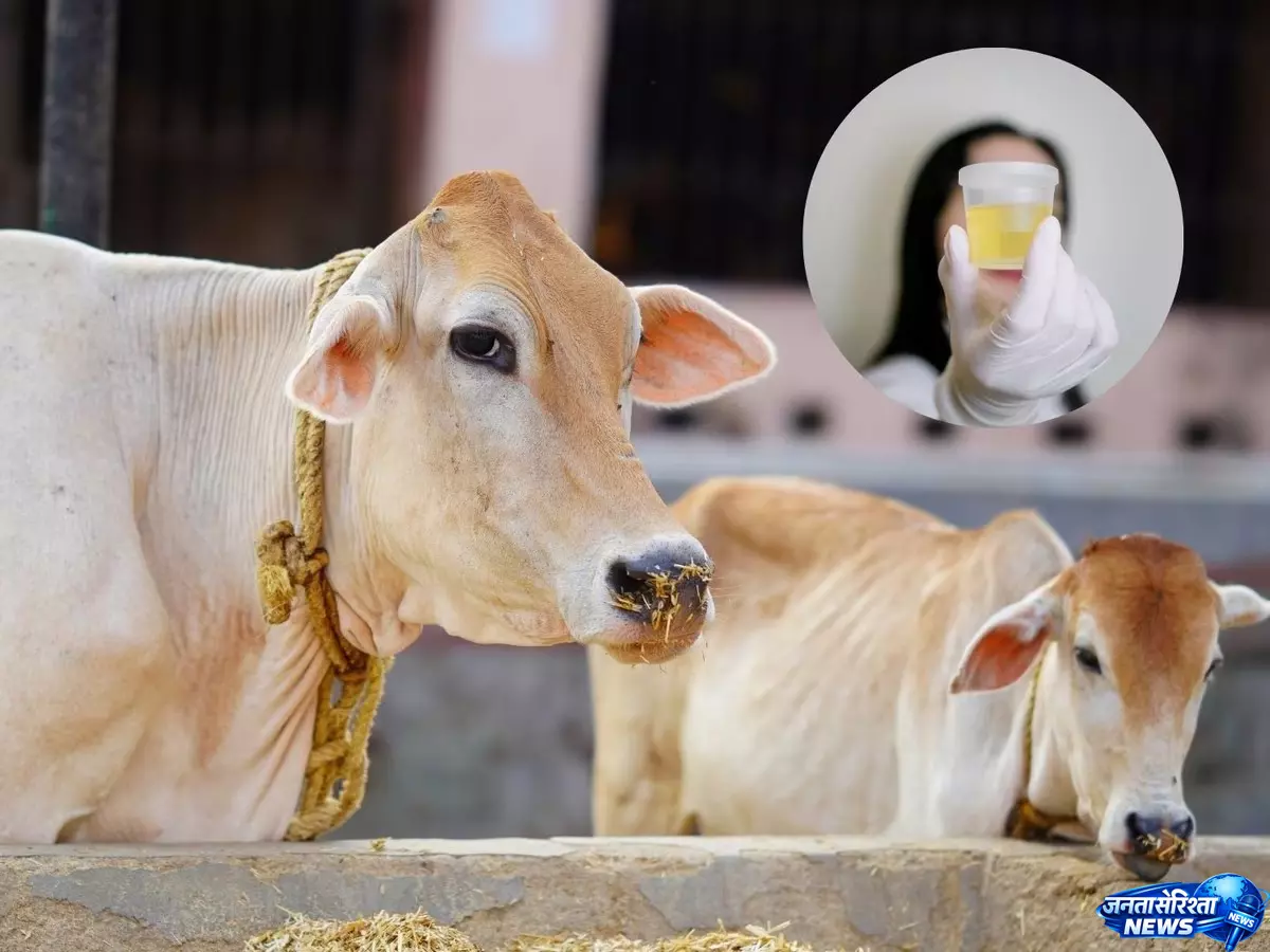 urine को लेकर भ्रम और सच urine को लेकर भ्रम और सच