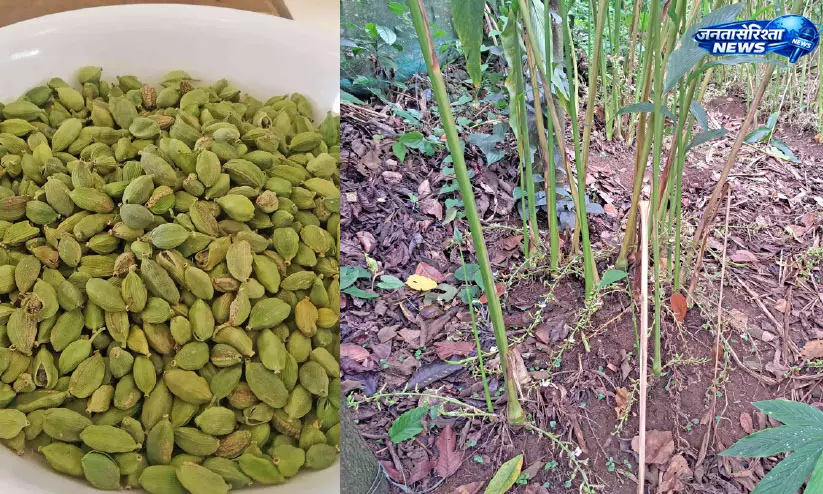 Kerala : जलवायु परिवर्तन से इलायची उत्पादन प्रभावित, कीमतों में तेज़ उछाल Kerala : जलवायु परिवर्तन से इलायची उत्पादन प्रभावित, कीमतों में तेज़ उछाल