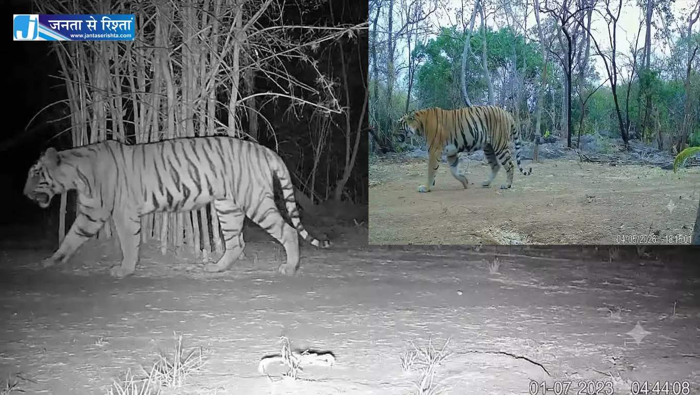 उदंती-सीतानदी में बाघिन की दस्तक, टाइगर रिजर्व के सुनहरे भविष्य की जगी उम्मीद उदंती-सीतानदी में बाघिन की दस्तक, टाइगर रिजर्व के सुनहरे भविष्य की जगी उम्मीद