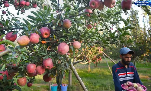 Kashmir के सेब बागानों में समय से पहले फल झड़ने पर सरकार सतर्क