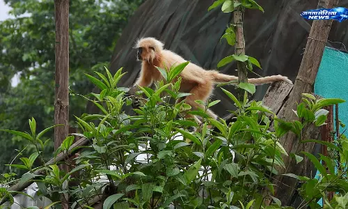 Assam : तस्करी से बचाए गए सात गोल्डन लंगूर सिखना ज्वावलाओ नेशनल पार्क में छोड़े गए