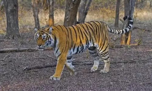 Jaipur: इंटरनेशनल टाइगर वीक के तहत रणथंभौर में होंगे विशेष आयोजन