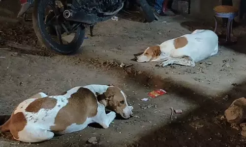 Jaipur: जयपुर में कुत्तों के शवों के निस्तारण पर विवाद, कचरा वाहनों में उठान