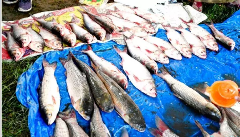 Manipur: अवैध शिकार से संकट में स्थानीय मछलियां, तेजी से घट रही संख्या