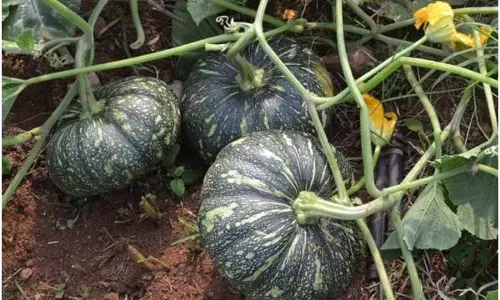 ऐसे पहचानें देसी  pumpkin. के 4 खास लक्षण