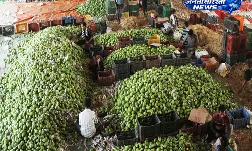New Record: सिंगापुर पहुंचा भारतीय आमों का पहला समुद्री शिपमेंट